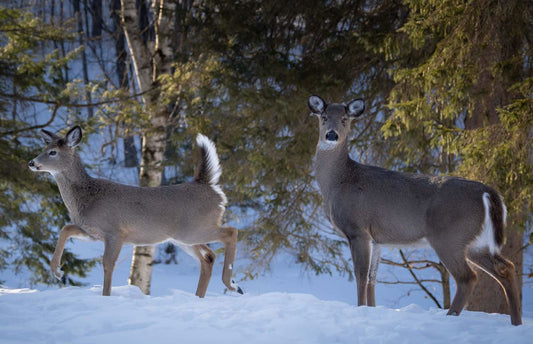 Tapping Maple Trees in 2026